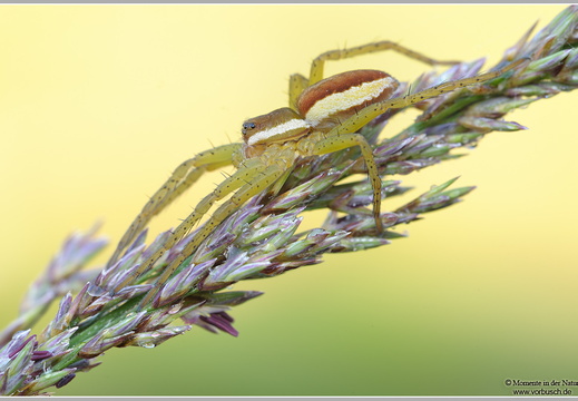 Gerandete-Jagdspinne-(Dolomedes-fimbriatus)2
