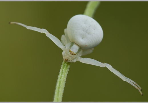 Veränderliche Krabbenspinne (Misumena vatia)