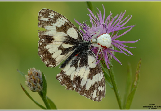 Veränderliche Krabbenspinne (Misumena vatia)