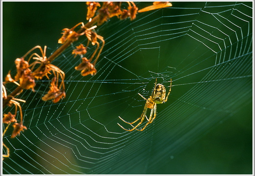 Spinne im Netz