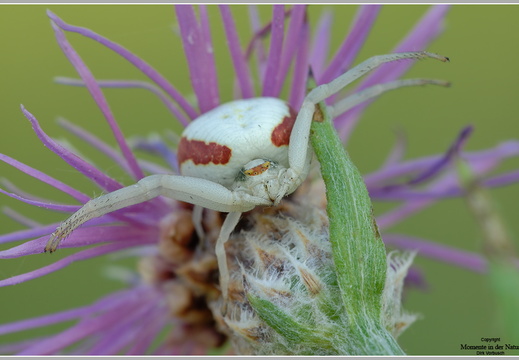 Veränderliche Krabbenspinne (Misumena vatia)