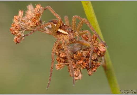 Gerandete Jagdspinne (Dolomedes fimbriatus)