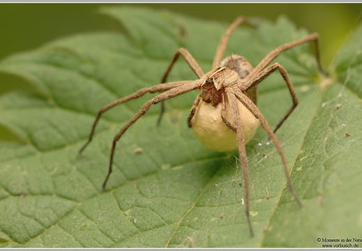 Listspinne (Pisaura mirabilis)