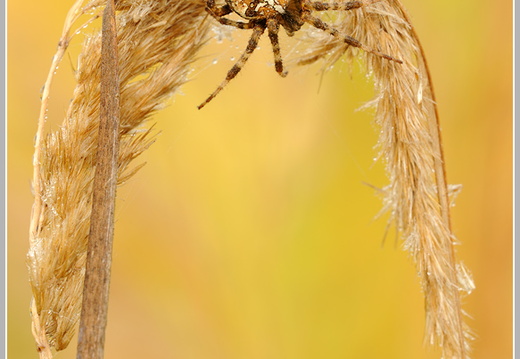 Kreuzspinne (Araneus sp.)