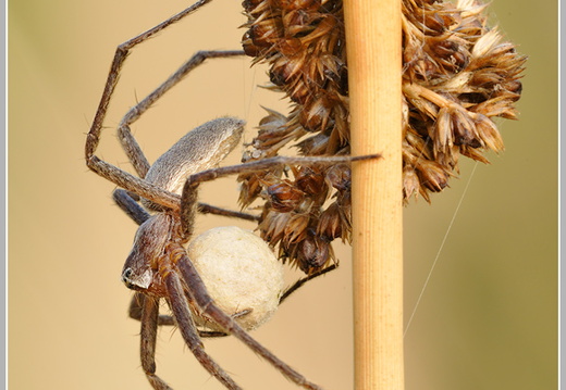 Listspinne (Pisaura mirabilis)