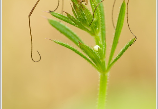 Weberknecht (Opiliones)