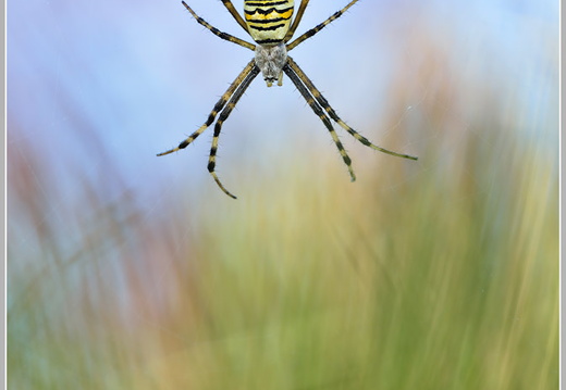 Wespenspinne (Argiope bruennichi)