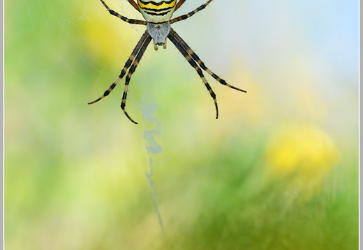 Wespenspinne (Argiope bruennichi)