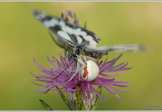Veränderliche Krabbenspinne (Misumena vatia)