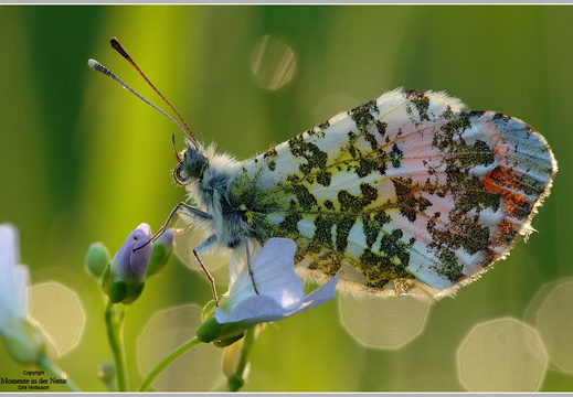 Aurorafalter (Anthocharis cardamines)