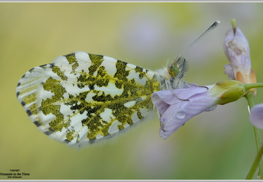 Aurorafalter (Anthocharis cardamines)