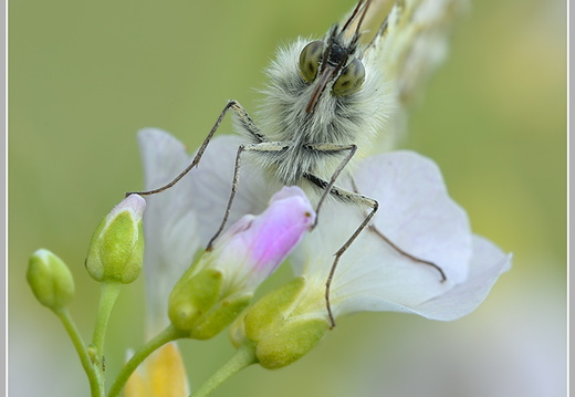 Aurorafalter (Anthocharis cardamines)