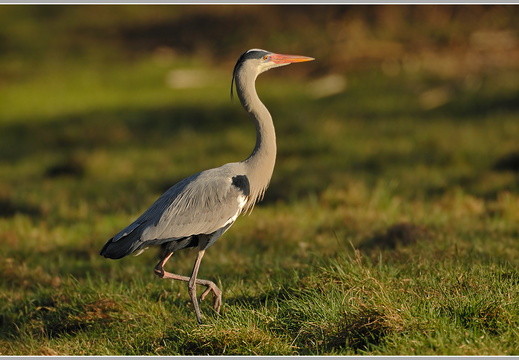 Graureiher (Ardea cinerea)