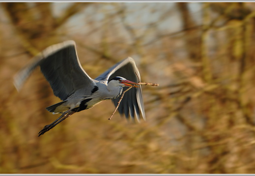 Graureiher (Ardea cinerea)