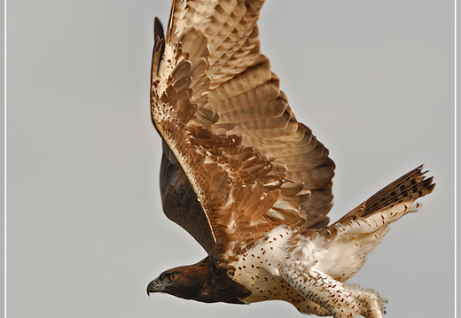 Kampfadler (Polemaetus bellicosus)