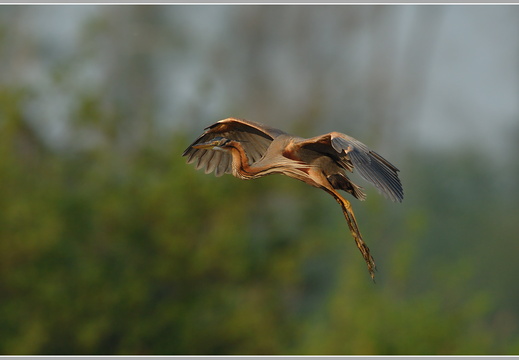 Purpurreiher (Ardea purpurea)