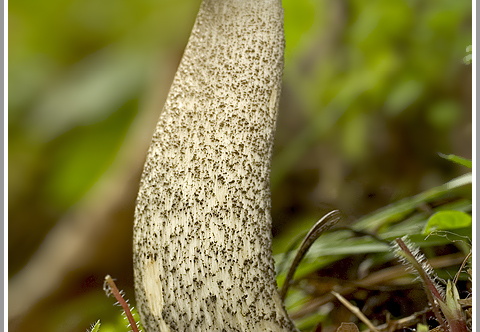 Birkenpilz (Leccinum scabrum)