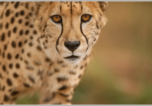 Gepard (Acinonyx jubatus)