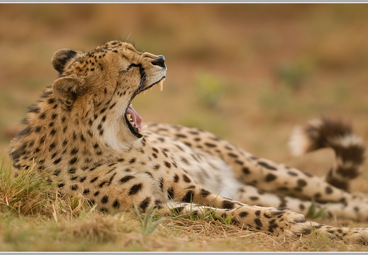 Gepard (Acinonyx jubatus)