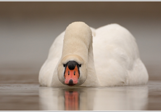 Höckerschwan (Cygnus olor)