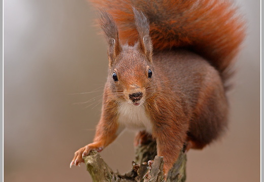 Eichhörnchen (Sciurus vulgaris)