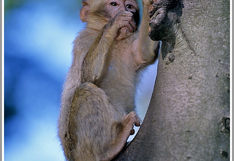 Berberaffe (Magot) (Macaca sylvana), 