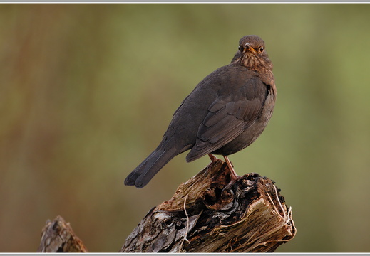 Amsel (Turdus merula)