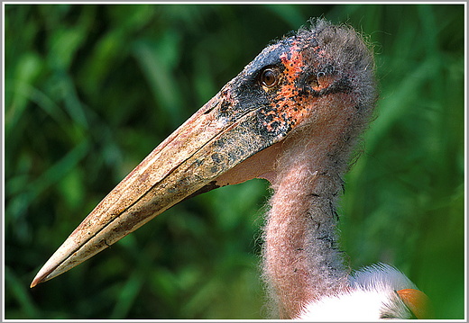 Afrika - Marabu (Leptoptilos crumeniferus)