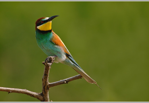 Bienenfresser (Merops apiaster)