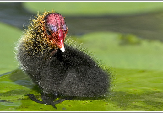 Blässhuhn (Fulica atra)