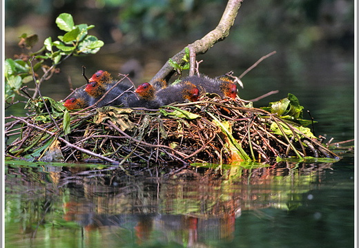 Blässhuhn (Fulica atra)
