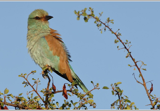 Blauracke (Coracias garrulus)