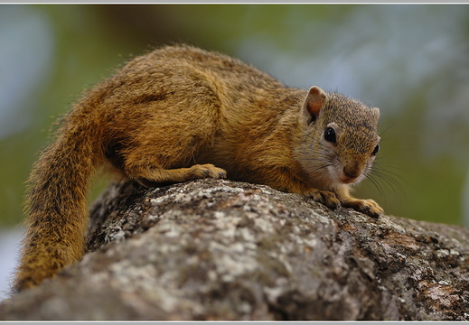 Buschhörnchen (Paraxerus sp.)
