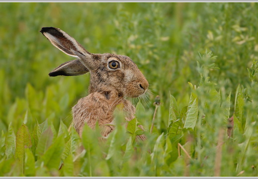 Feldhase (Lepus europaeus)