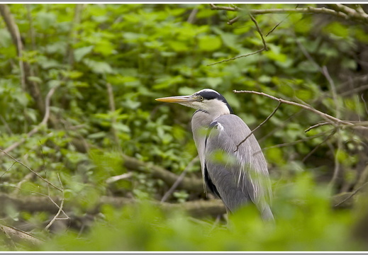 Graureiher (Ardea cinerea)