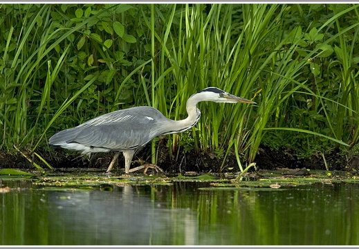 Graureiher (Ardea cinerea)