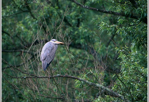 Graureiher (Ardea cinerea)