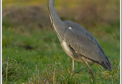 Graureiher (Ardea cinerea)