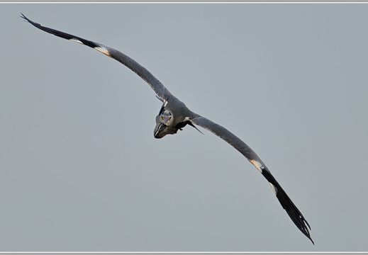 Graureiher (Ardea cinerea)