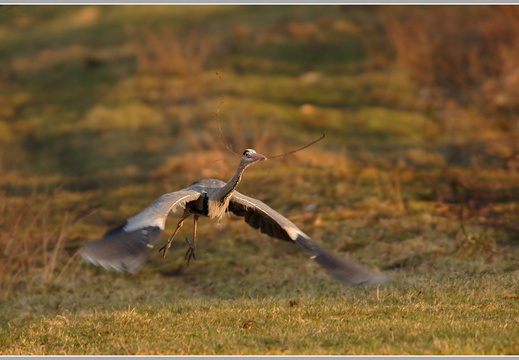 Graureiher (Ardea cinerea)