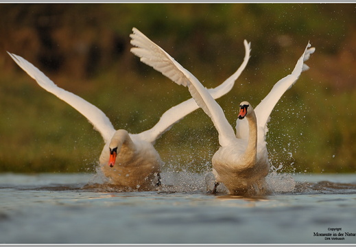 Höckerschwan (Cygnus olor)