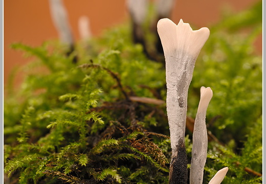 Geweihförmige Holzkeule (Xylaria hypoxylon)
