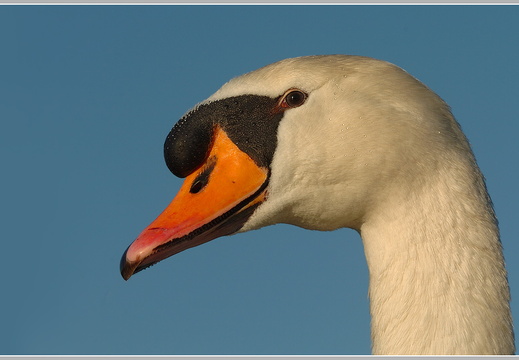 Höckerschwan (Cygnus olor)