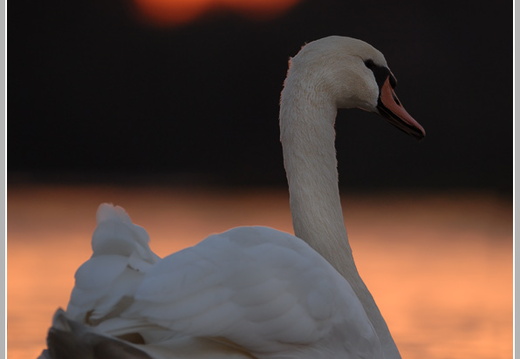 Höckerschwan (Cygnus olor)