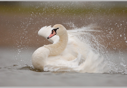 Höckerschwan (Cygnus olor)