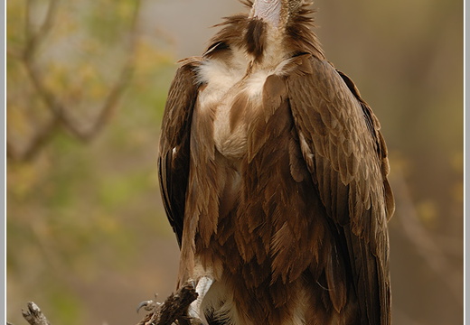 Kappengeier (Necrosyrtes monachus)