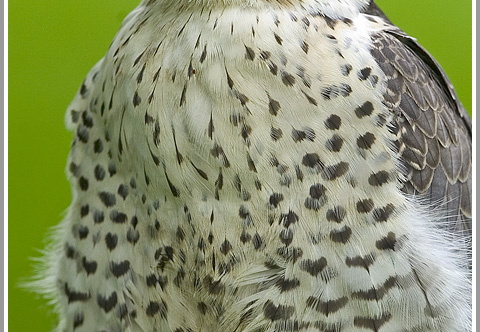 Lannerfalke (Falco biarmicus)