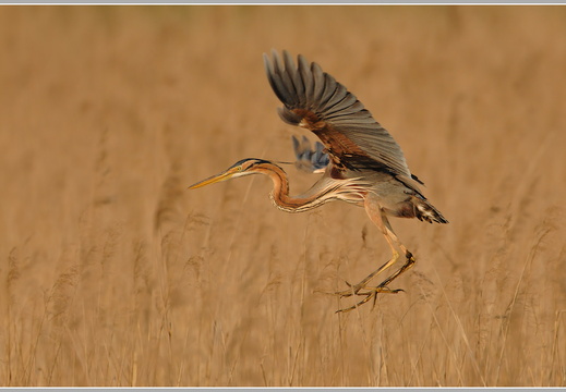 Purpurreiher (Ardea purpurea) 