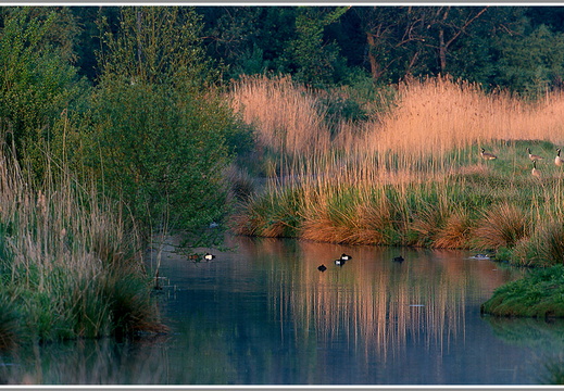 Abendstimmung an der Ruhr NSG Ruhraue Mülheim