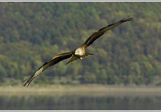 Rotmilan (Milvus milvus)